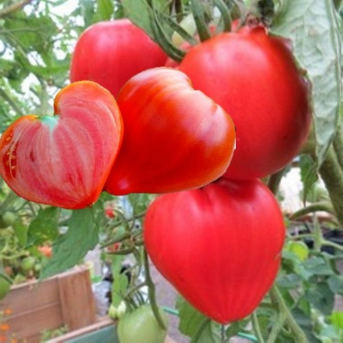 Solanum lycopersicum 'Vater Rhein' - Harilik tomat 'Vater Rhein' P9/0,55L 
